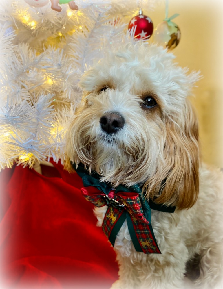 puppy wearing an ornate Christmas bow sitting next to a white christmas tree