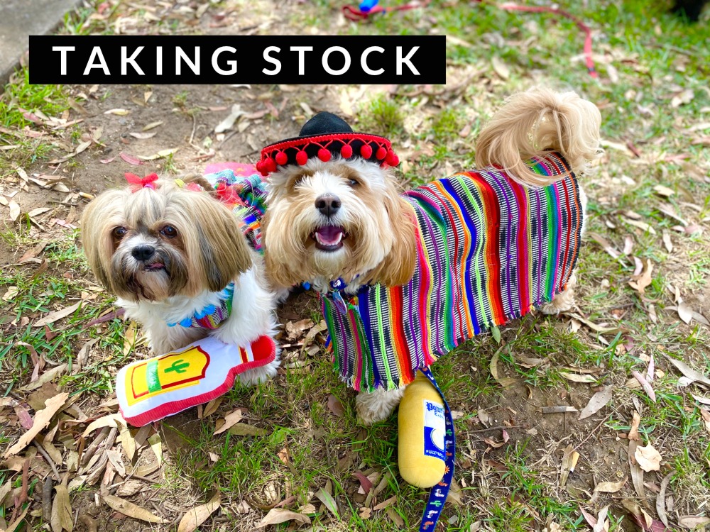 2 dogs wearing mexican outfits