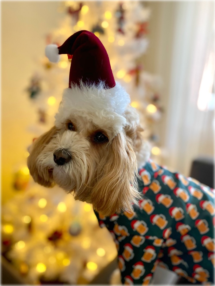 dog dressed in beer shirt and santa hat