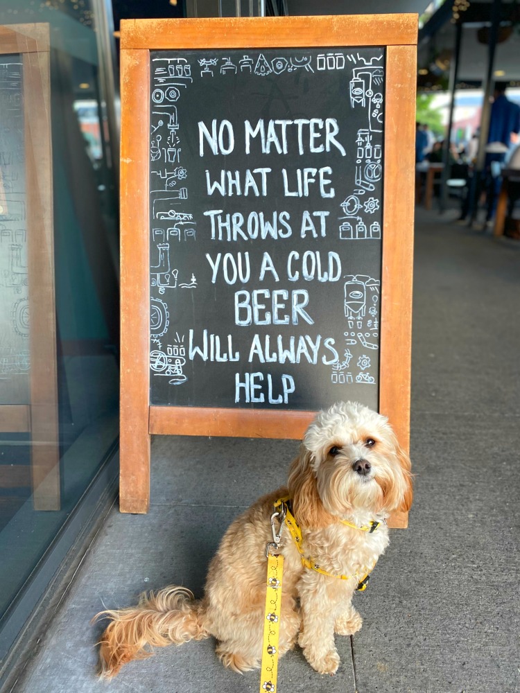 cavoodle sitting next to blackboard with beer quote