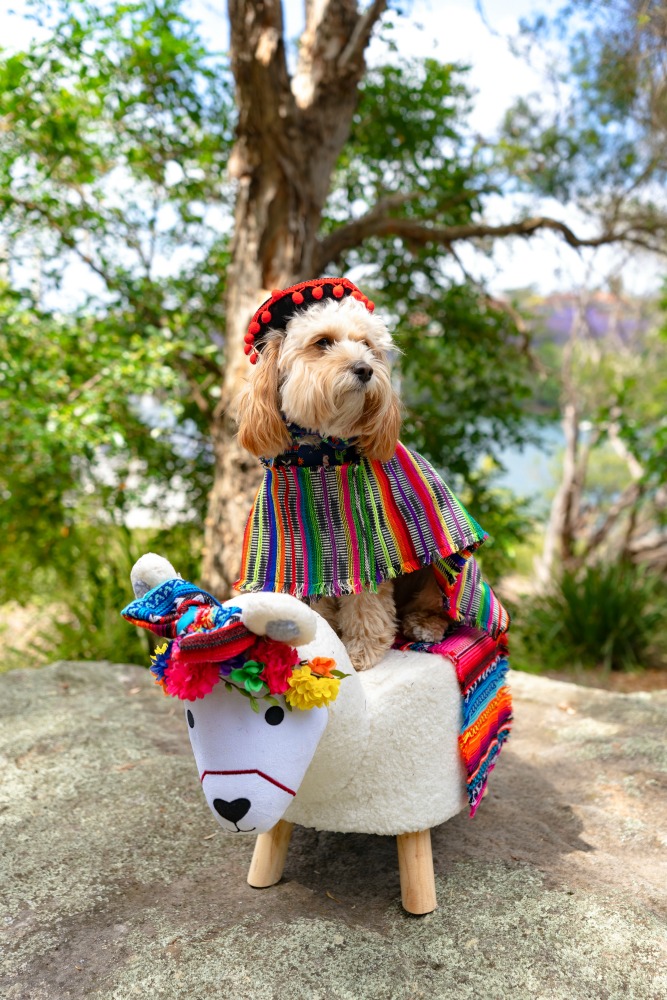 dog in mexican costume sitting on a toy llama