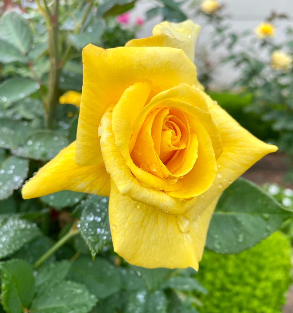 a yellow rose with morning dew