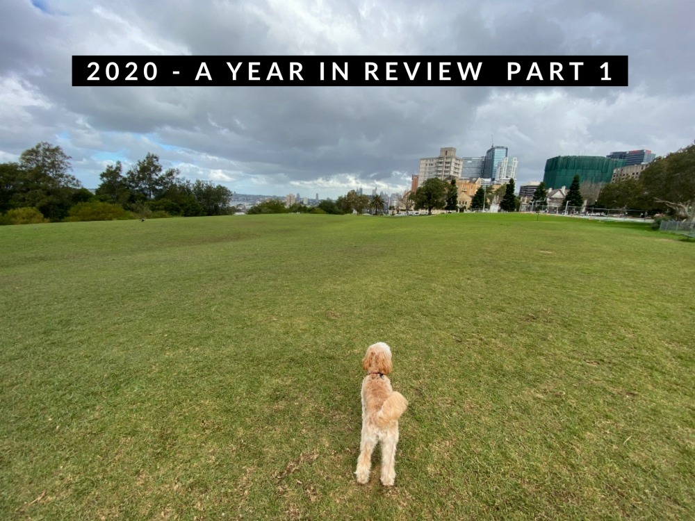 dog looking at skyline in park