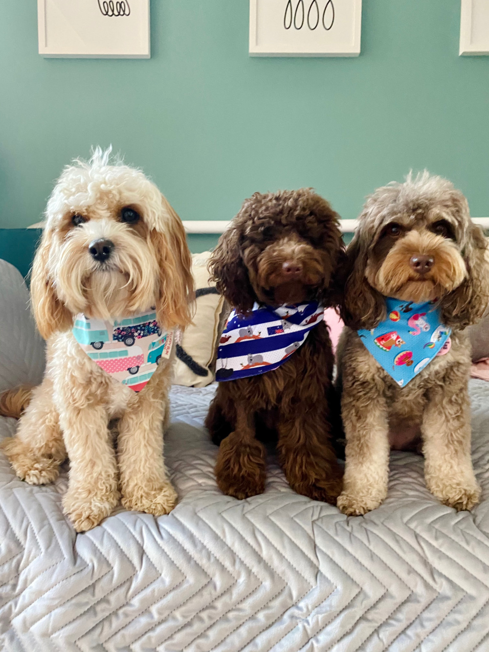 three cavoodles wearing bandanas