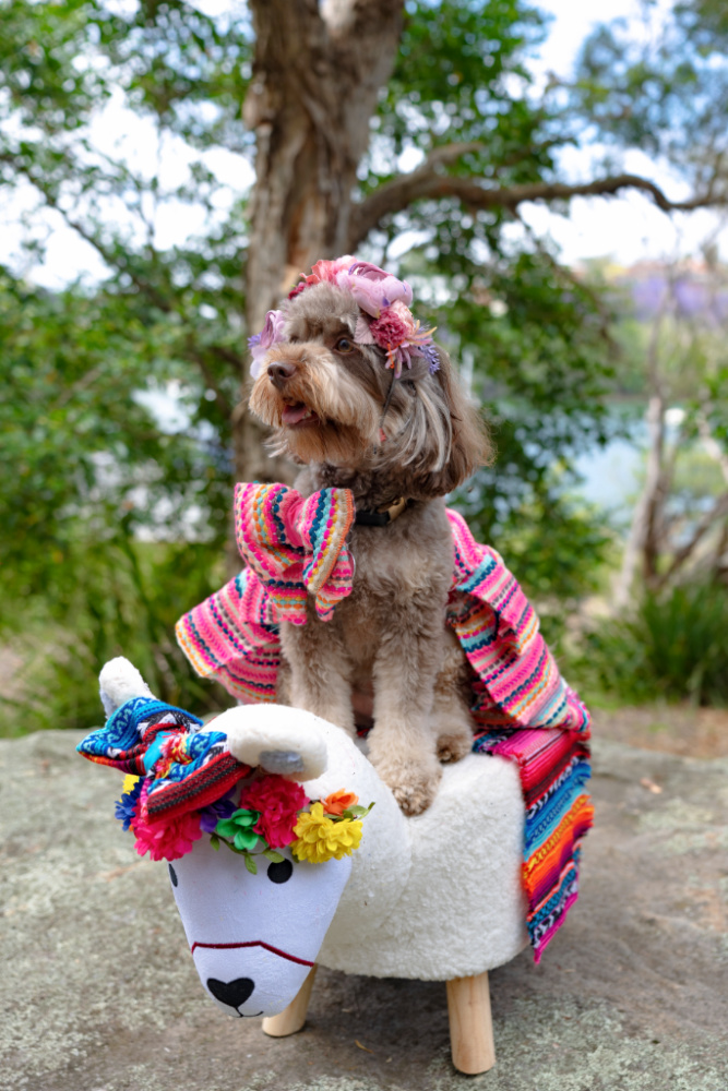 dog sitting on white llama in mexican costume