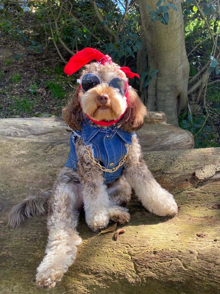 dog dressed as Tupac