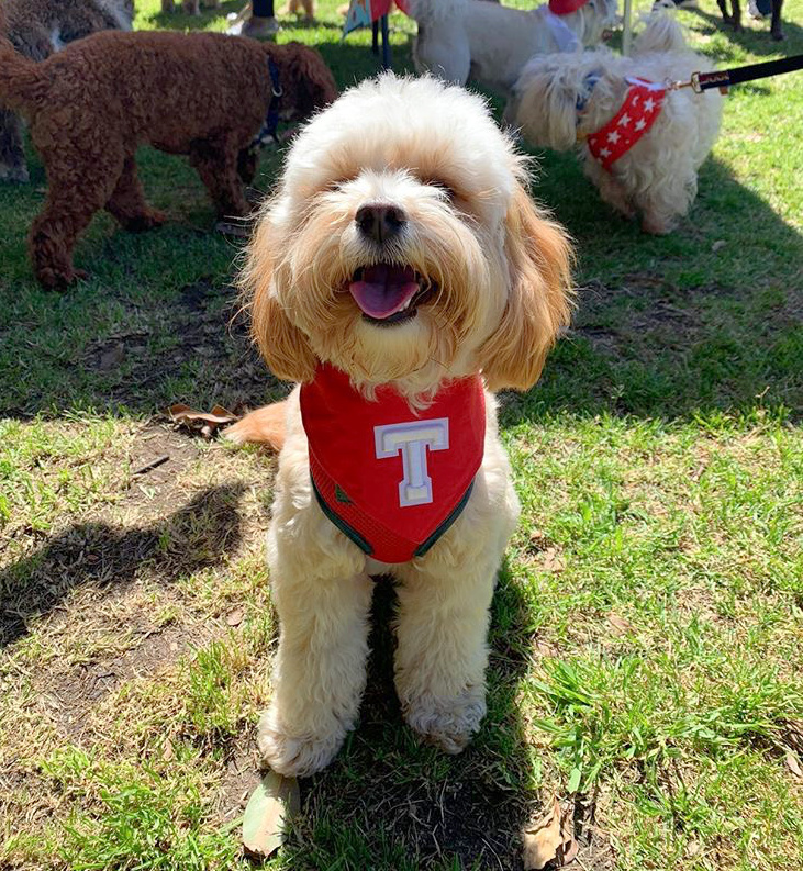 dog wearing red bandana with letter T on