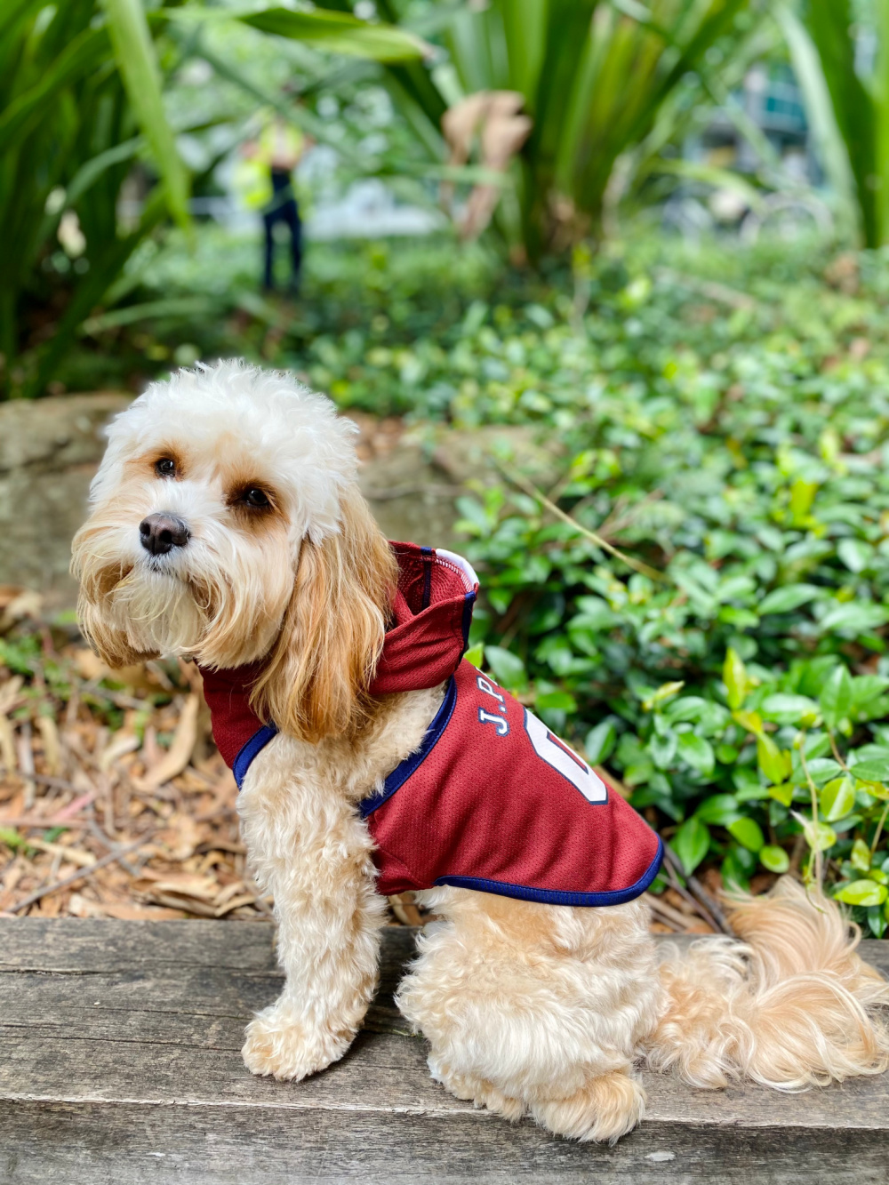 dog wearing basketball top