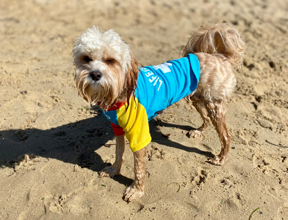 dog wearing lifeguard rashie at the beach