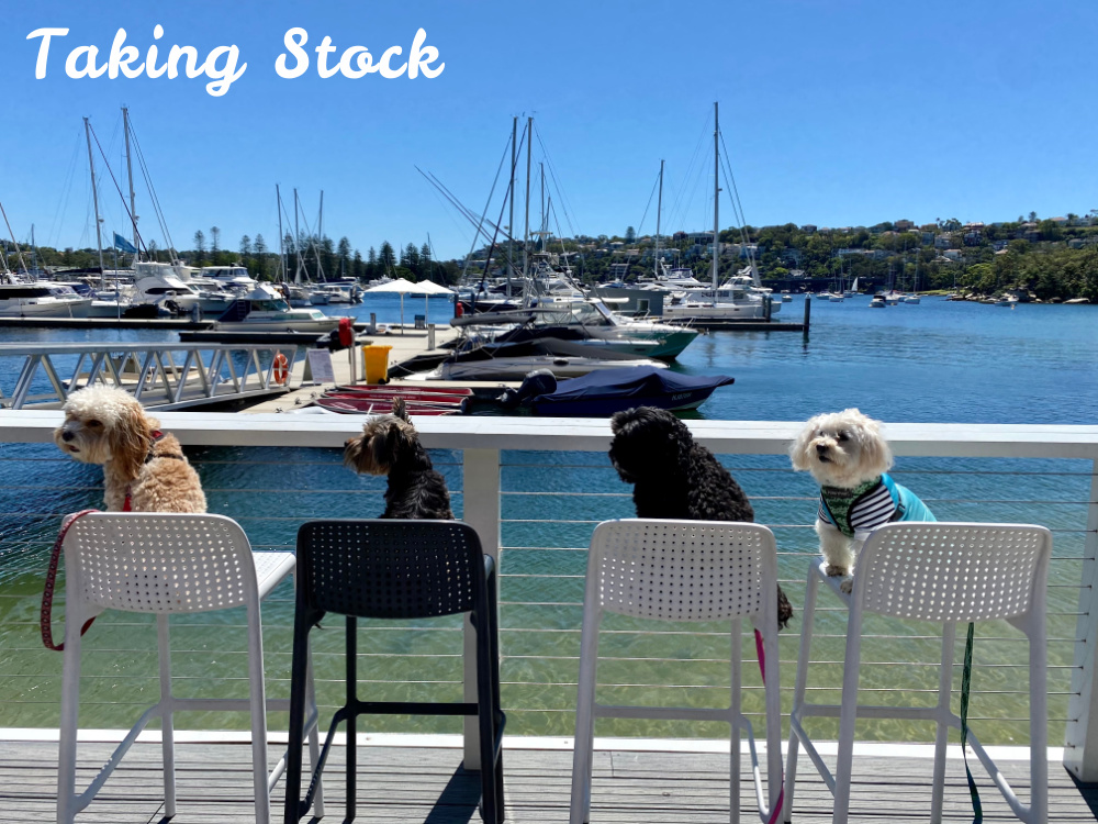 four dogs sitting on bar stools looking at bay