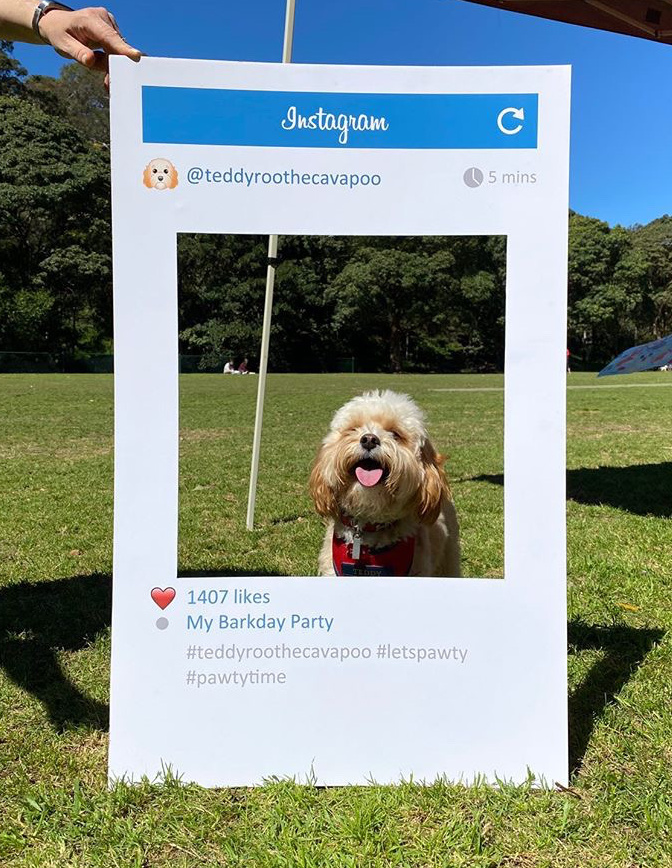 dog sitting in instagram frame