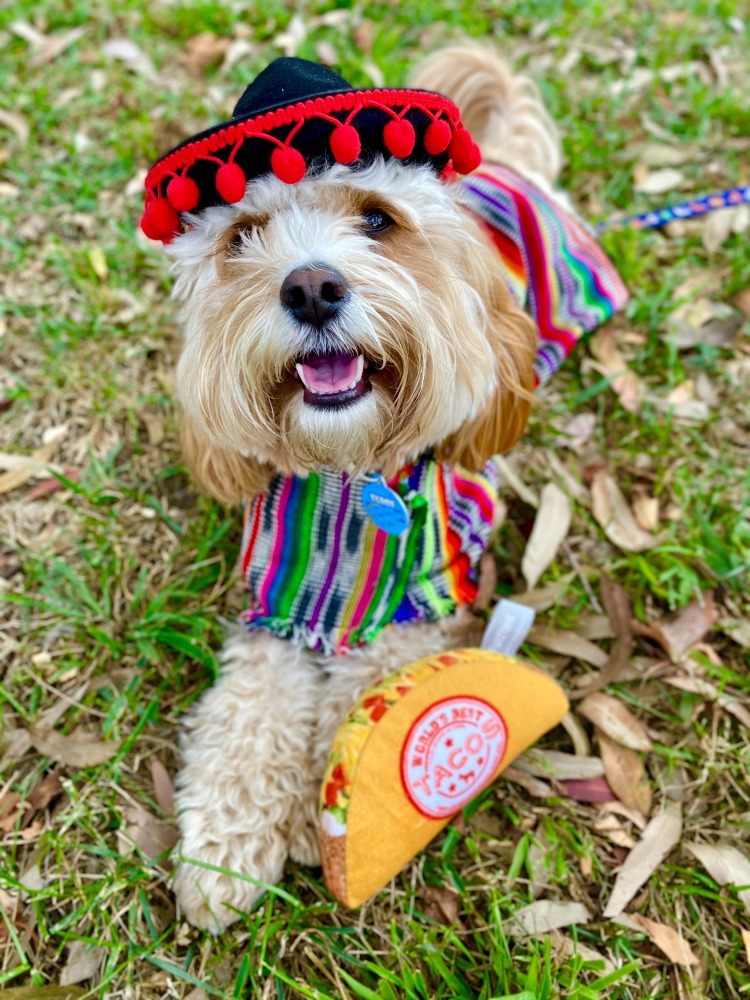 dog wearing sombrero and mexican outfit