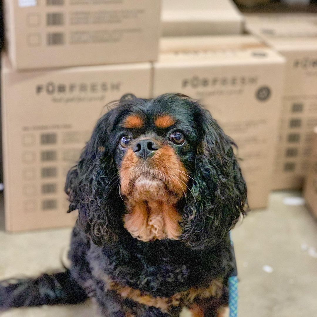 Cavalier King Charles sitting in front of Furfresh boxes