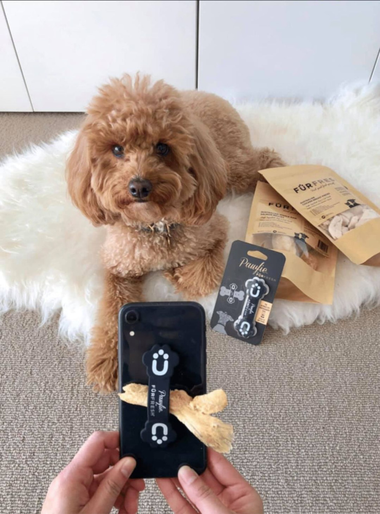 iphone taking picture of cavoodle with furfresh treats