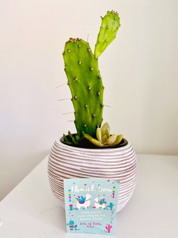 A small cactus and succulent in round pot