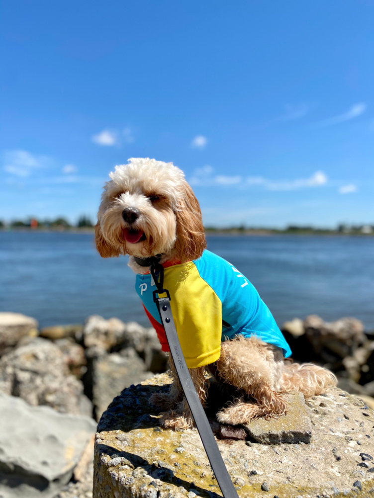 cavoodle sitting on rocks with ocean in background