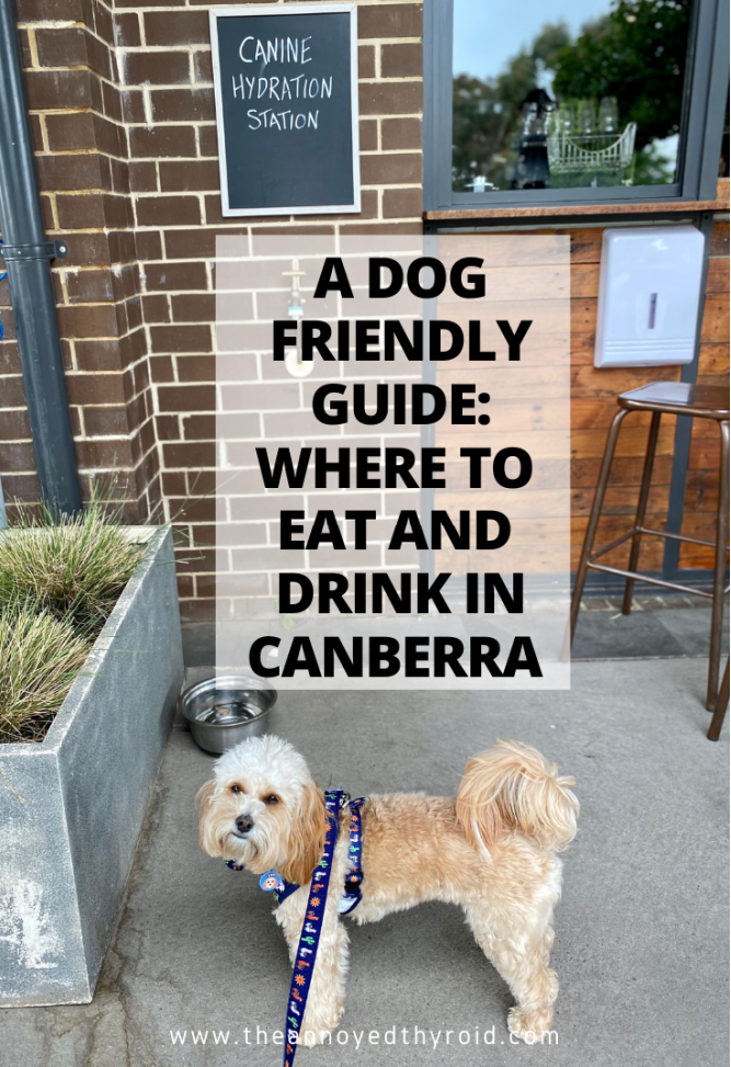 dog sitting in front of a sign saying canine hydration station