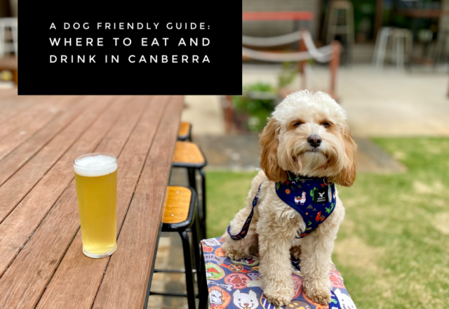 A Dog Friendly Guide: Where to Eat and Drink in Canberra