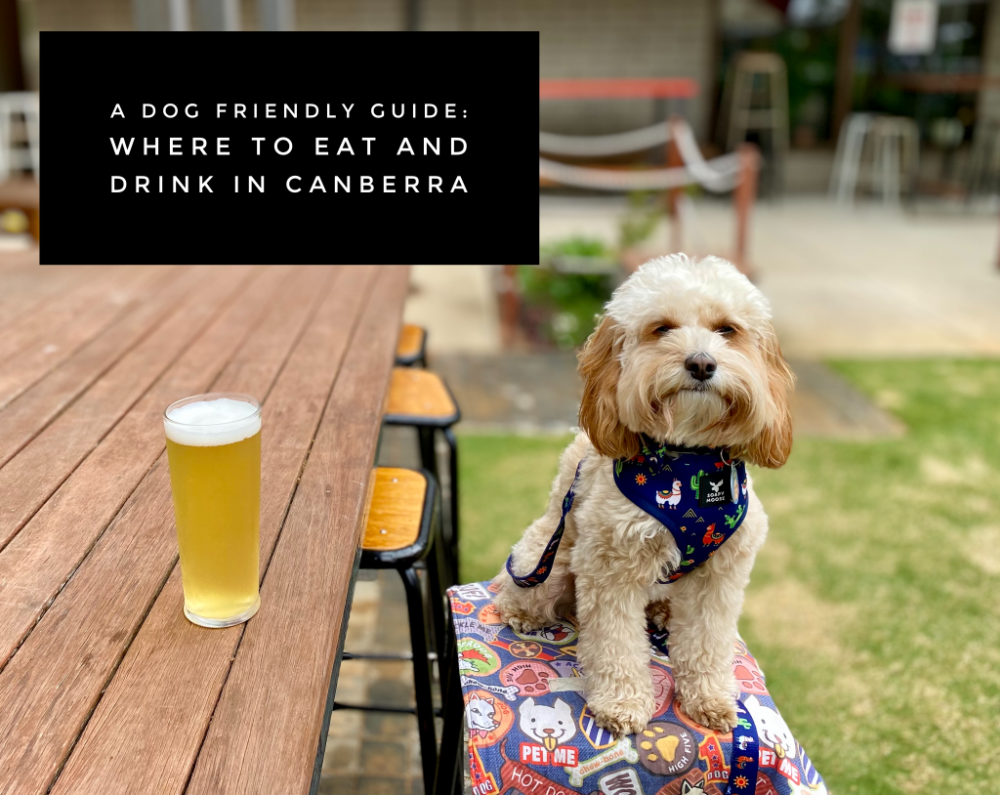 dog sitting at a high table next to a pint of beer