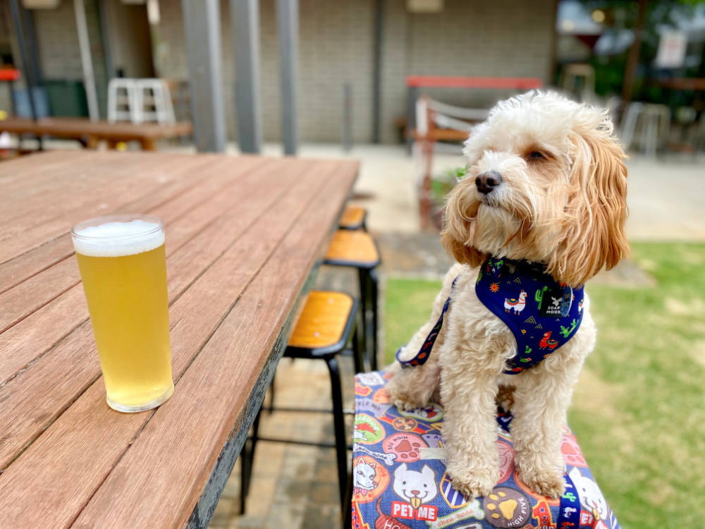 dog sitting on a stool looking at a pint of beer