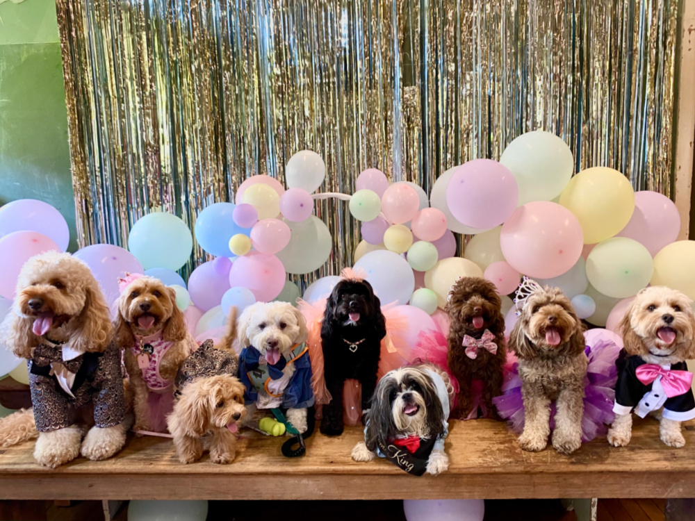 row of small dogs in prom costumes on high school stage