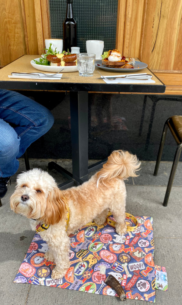 dog sitting under breakfast table at cupping room canberra