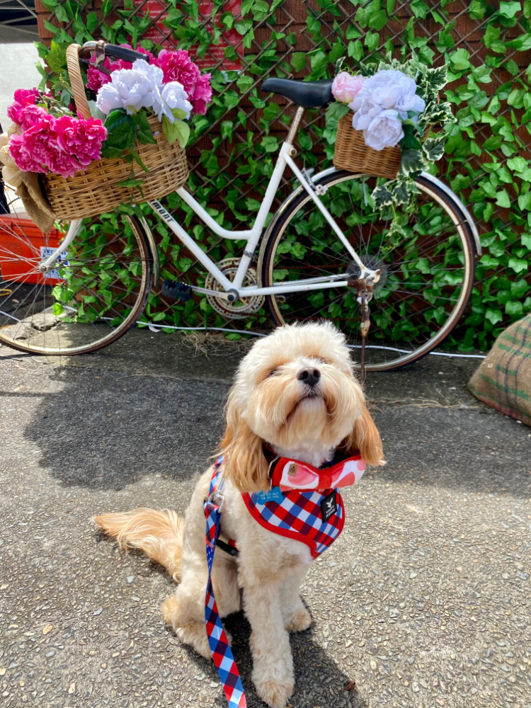 dog in front of old fashioned bike and flowers