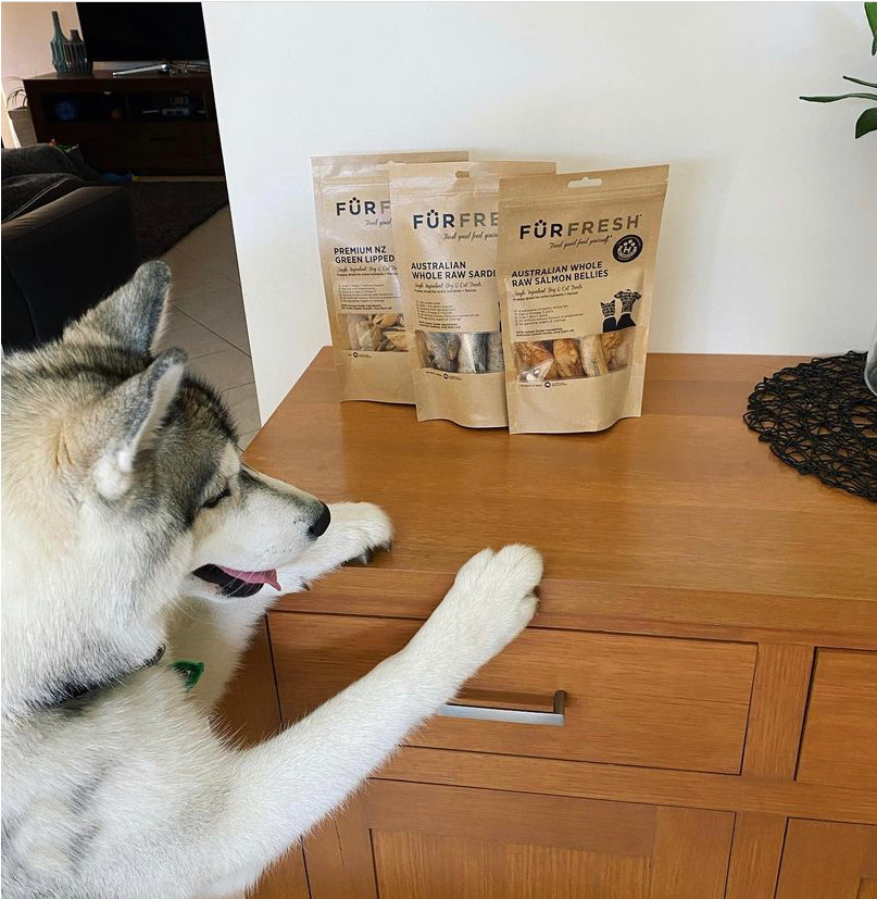 husky trying to get treats off dresser