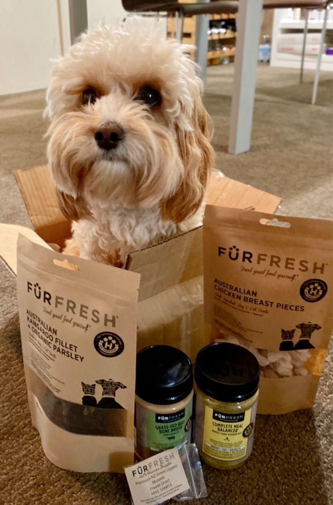 cavoodle sitting in furfresh box