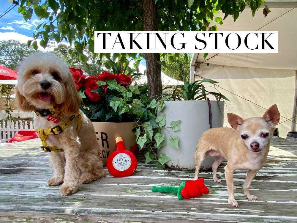 cavoodle and chihuahua sitting next to a toy red rose