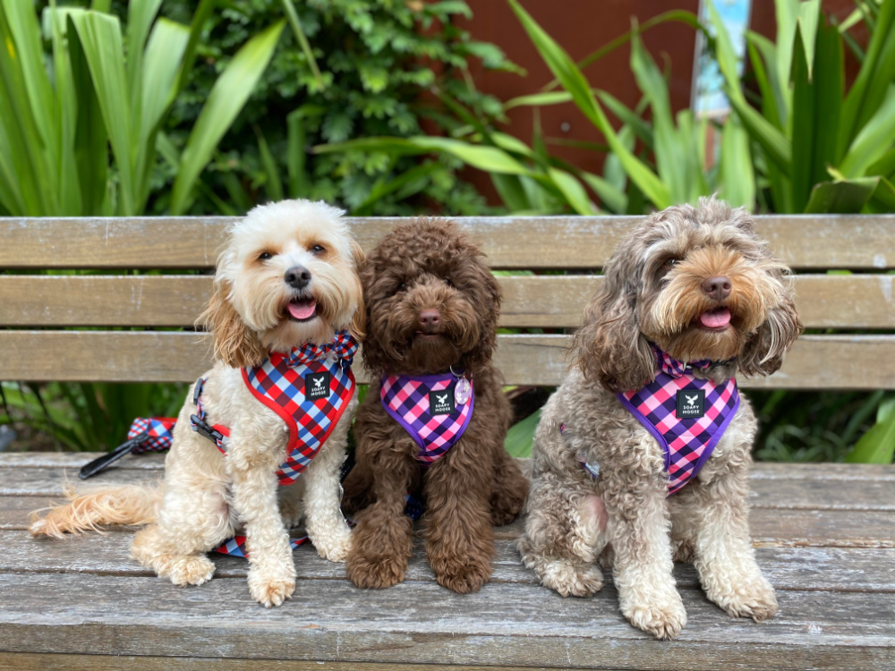 3 cavoodles one dark brown one light brown and one cream