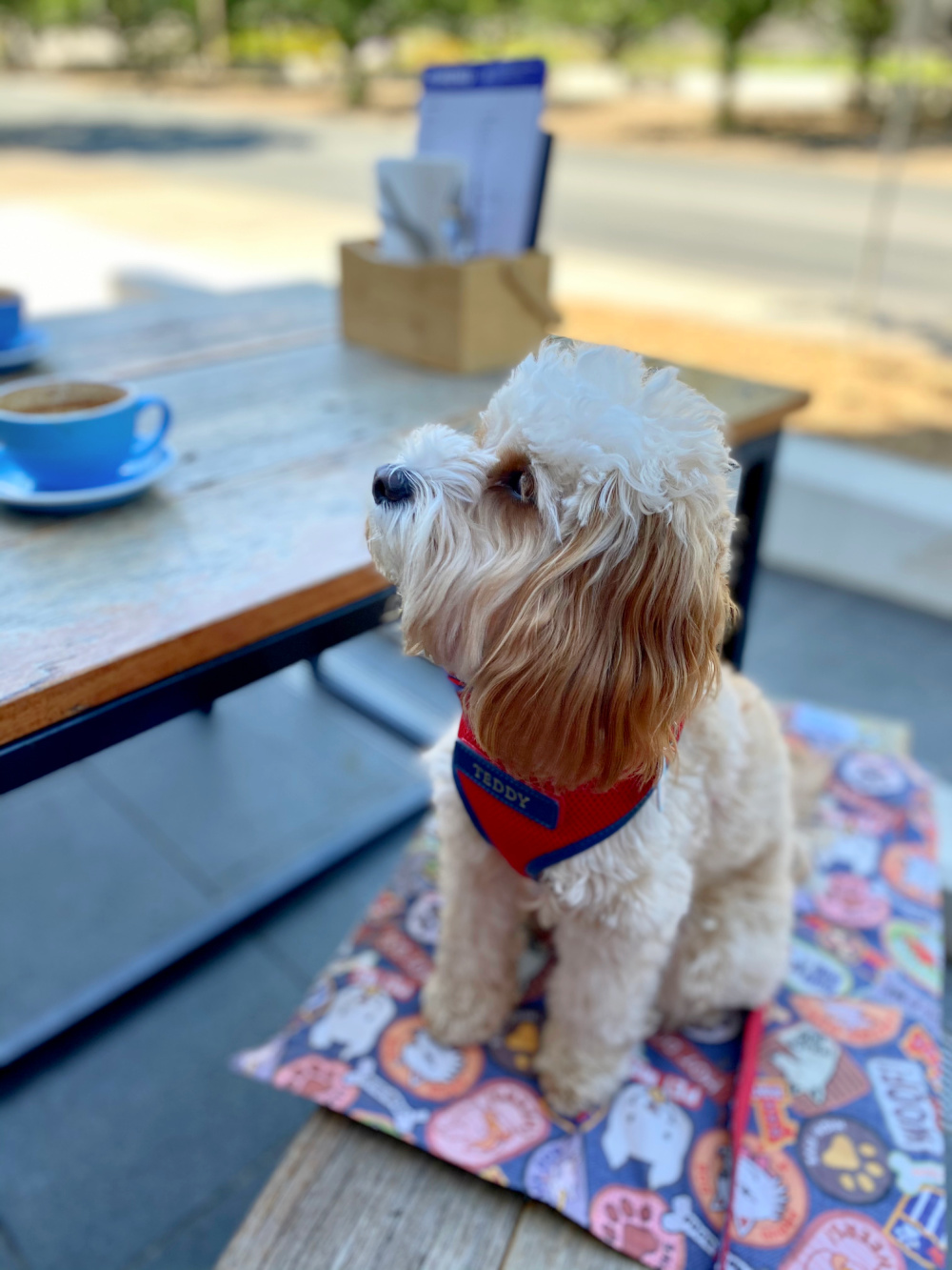 dog sitting on bench looking at coffee 