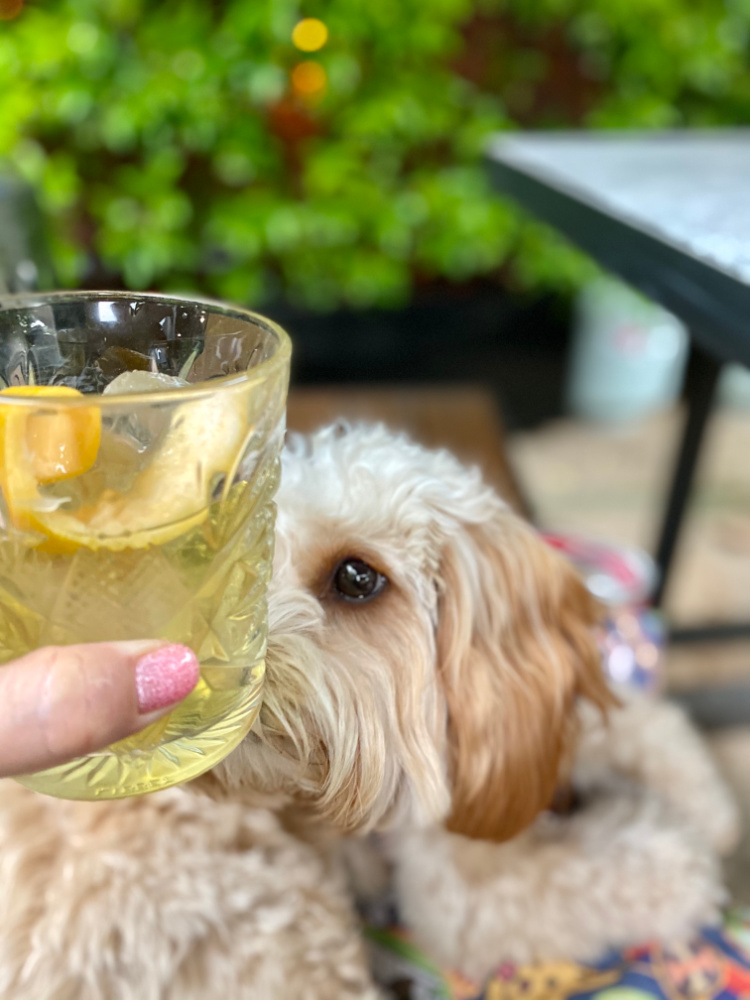 cavoodle sniffing glass of gin and tonic