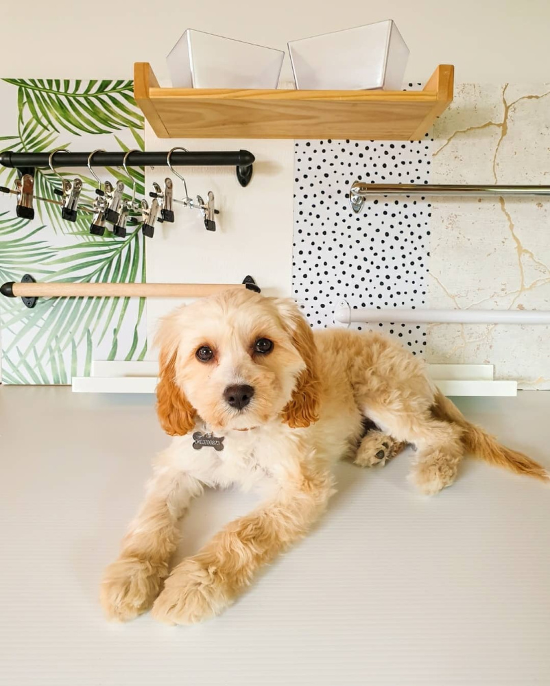 small dog sitting in front of custom made doggiedrobe