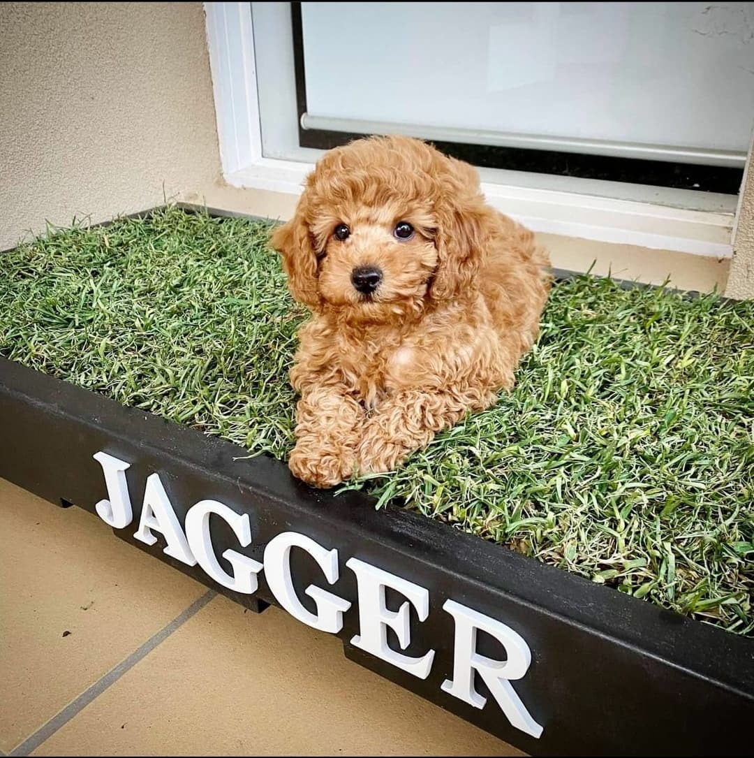 small cavoodle sitting on poopie pallet