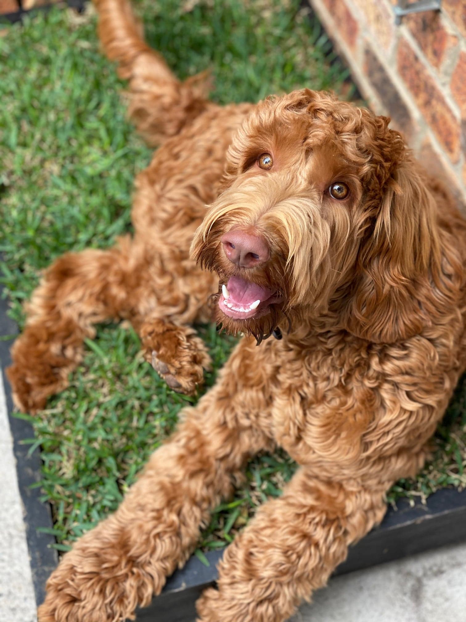 dog sitting in grass