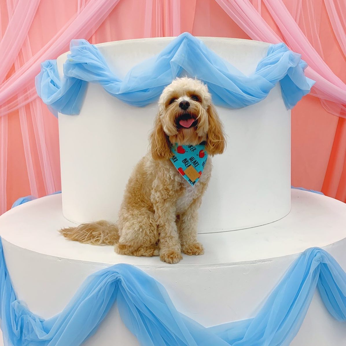 cavoodle sitting on tier of large scale model wedding cake