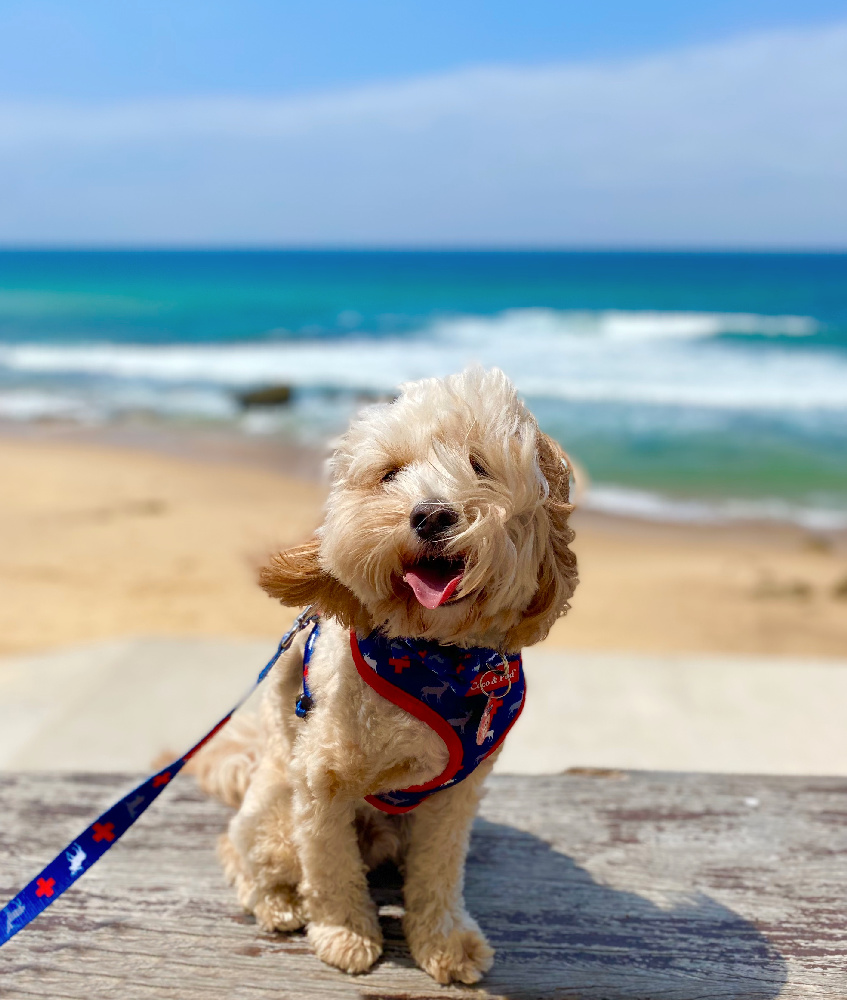 windswept dog with beach in background