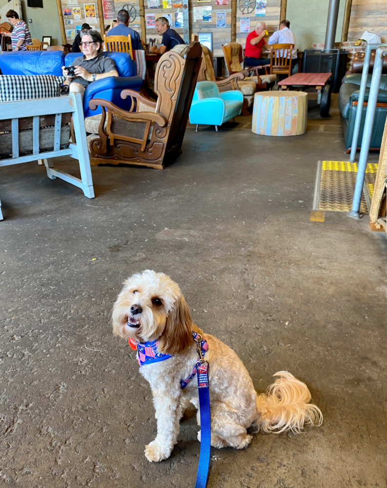 dog sitting in warehouse style cafe