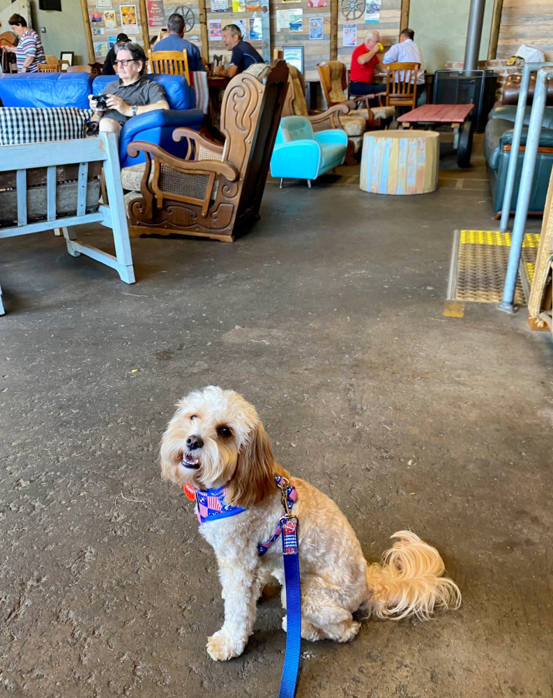 dog sitting in warehouse style cafe