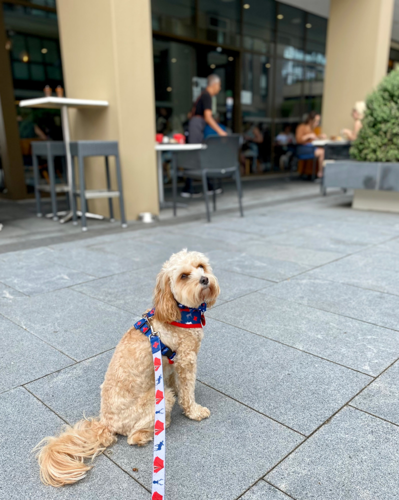 dog sitting outside restaurant patio