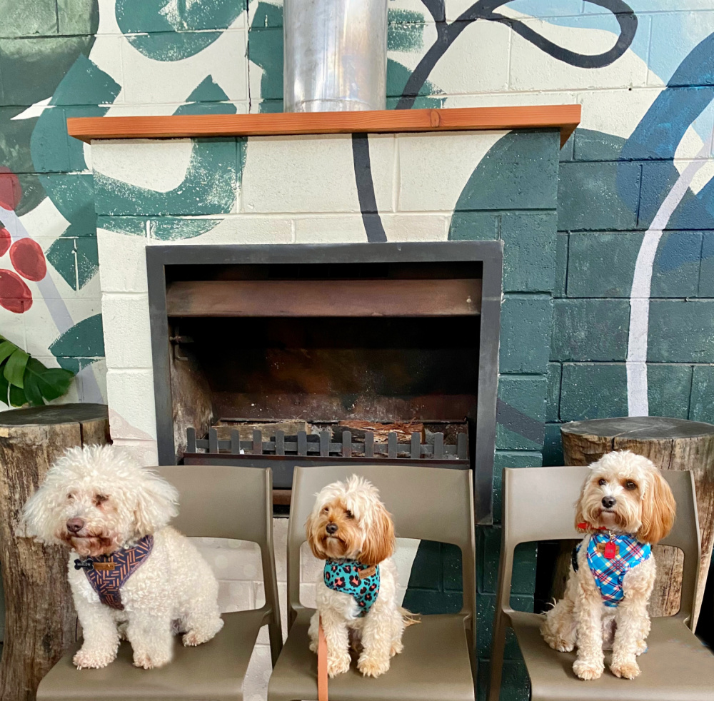 one white bichoodle and two apricot cavoodles sitting on a row of chairs