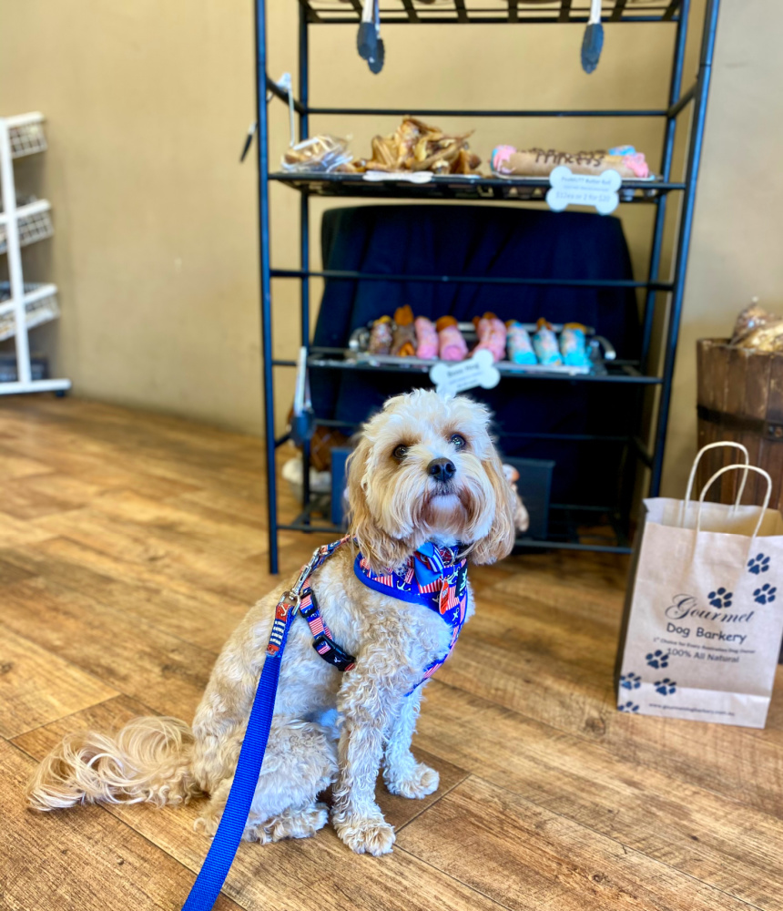 cavoodle sitting in front of a display of doggy treats