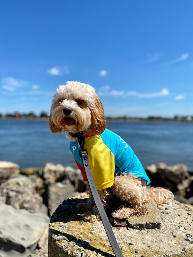 cavoodle sitting on rock at horseshoe beach