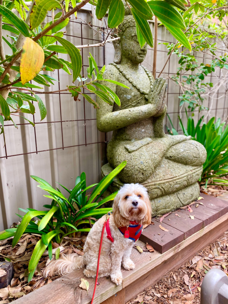 cavoodle sitting next to buddha statue in zen garden