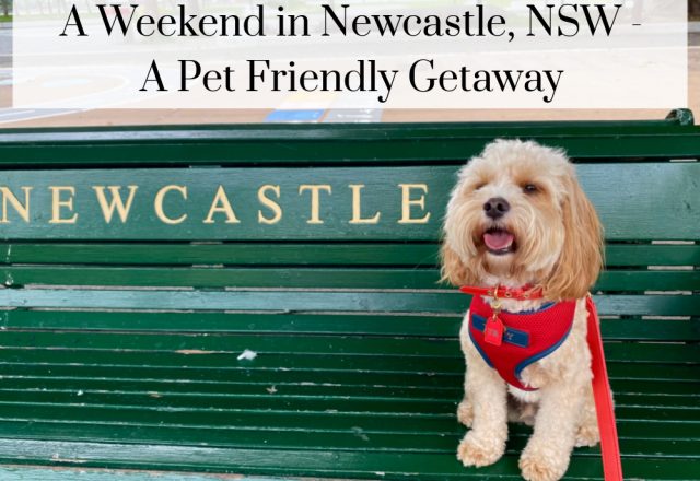 A Weekend in Newcastle, NSW – A Dog Friendly Guide