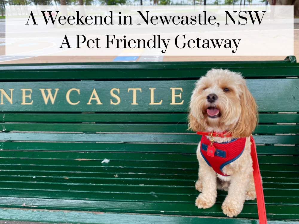 dog sitting on a green railway bench that says newcastle