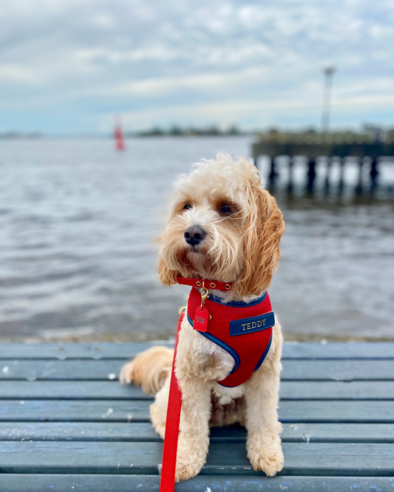 cavoodle by newcastle harbour