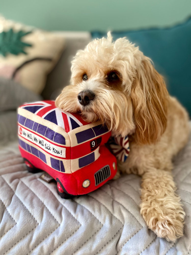 cavoodle resting on london bus toy