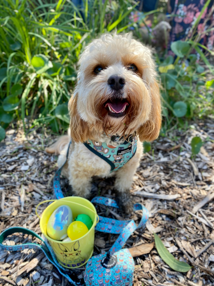 toy cavoodle with bucket of easter eggs